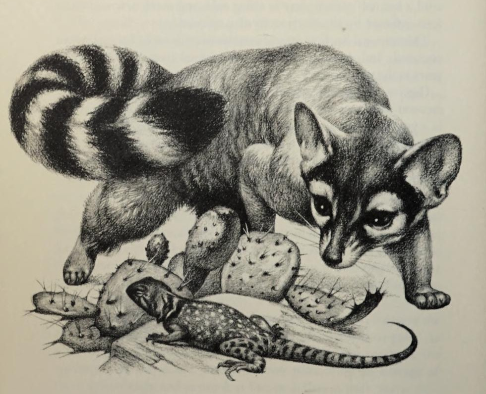 black and white illustration of a ringtail (Bassariscus astutus)